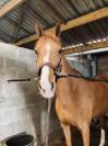 Fabiola de Ruffosses - Jument CSO 11 ans - Location ou 