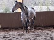 Selle Fran&ccedil;ais, 6 ans