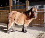 Ponette shetland pp livre A