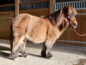 Ponette shetland pp livre A