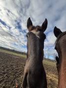 Pouliche lusitanien noire 1 an