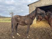 Pouliche lusitanien noire 1 an