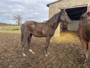 Pouliche lusitanien noire 1 an