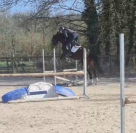 Jument 4 ans super mental 