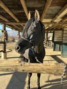 Kehsan Hatani - Stallone Arabo Morello