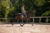 Jument - Selle Fran&ccedil;ais - 6 ans - Dressage - France