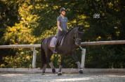 Jument - Selle Fran&ccedil;ais - 6 ans - Dressage - France