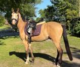 Cheval de r&ecirc;ve 