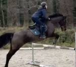  JUMENT PP PS DE 13 ANS 3ke