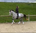 Jument -  Hanovrienne - 5 ans - dressage - France