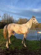 CHEVAL HONGRE DE 4 ANS
