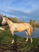 CHEVAL HONGRE DE 4 ANS