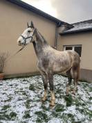 CHEVAL HONGRE DE 3 ANS