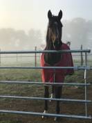 Jument SF Noir Pangare