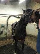 Jument SF Noir Pangare