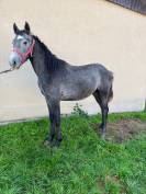 PONEY CONNEMARA MALE NE EN 2024