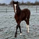Urgent poulain selle fran&ccedil;ais 