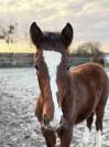 Urgent poulain selle fran&ccedil;ais 