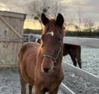 Pouliche SF dressage 