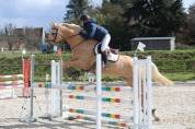 &Agrave; VENDRE TR&Egrave;S JOLI PALOMINO CSO/DRESSAGE
