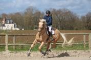 &Agrave; VENDRE TR&Egrave;S JOLI PALOMINO CSO/DRESSAGE