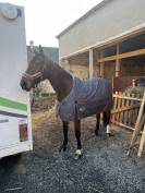 Jument SF &agrave; vendre 