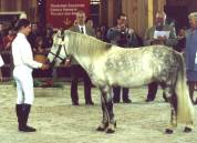 Fury des Mauvis - Dartmoor 1993 por SHILSTONE ROCKS AVALANCHE (GBR)