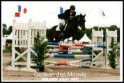 Gedeon des Mauvis - New Forest 1994 por MAYTREE SULTAN (GBR)