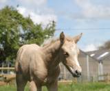 Sienna Lumina d&rsquo;Alam 