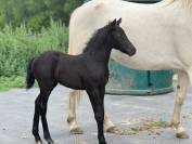 Pl&eacute;iade Endhil Alam