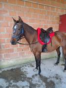 Yegua 14 a&ntilde;os anglohispano&aacute;rabe 