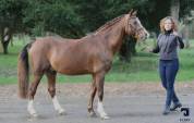 PIN UP &ndash; Pouliche Welsh Part-Bred