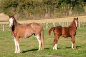 PIN UP &ndash; Pouliche Welsh Part-Bred