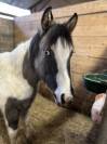 Pouliche Paint Horse APHA d&rsquo;exception &ndash; Grullo Tobiano 
