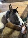 Pouliche Paint Horse APHA d&rsquo;exception &ndash; Grullo Tobiano 