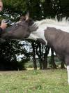 Pouliche Paint Horse APHA d&rsquo;exception &ndash; Grullo Tobiano 