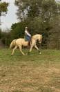 JEUNE CHEVAL LUSITANIEN CREME HONGRE