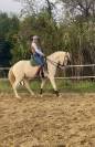 JEUNE CHEVAL LUSITANIEN CREME HONGRE