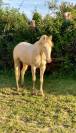 JEUNE CHEVAL LUSITANIEN CREME HONGRE