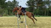 Gelding AQPS For sale 2014 Chesnut