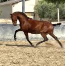 LUSITANIEN HONGRE DRESSE 