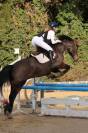 Gelding Selle Fran&ccedil;ais For sale 2015 Dark Bay