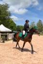 Gelding Selle Fran&ccedil;ais For sale 2015 Dark Bay