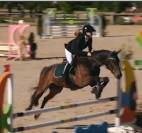 Gelding Selle Fran&ccedil;ais For sale 2015 Dark Bay