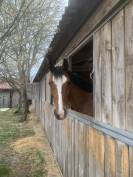 Cheval &agrave; vendre 6 ans 