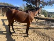 Jument selle fran&ccedil;ais 8 ans 