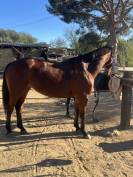 Jument selle fran&ccedil;ais 8 ans 