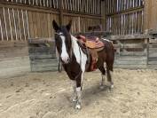 2 chevaux Quarter et Paint horse 