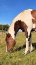 2 chevaux Quarter et Paint horse 