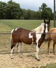 Ruin Paint Horse Te koop 2020 Bontzwart